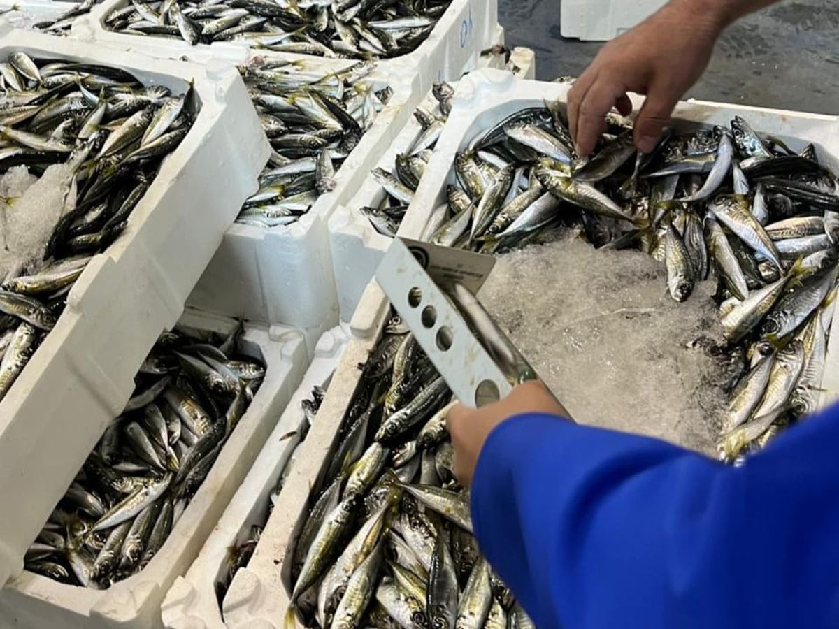 İzmir'de 241 kilogram su ürününe el konuldu