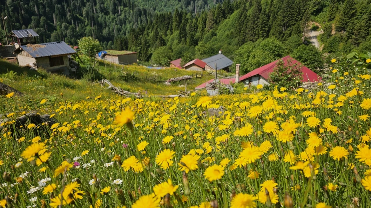 Kaçkar Dağları Milli Parkı ve Ayder Yaylası ziyaretçi akınına uğruyor