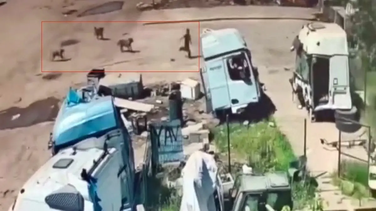 Aynı mahallede peş peşe köpek saldırıları! Yaşlı adam canını taşlarla kurtardı