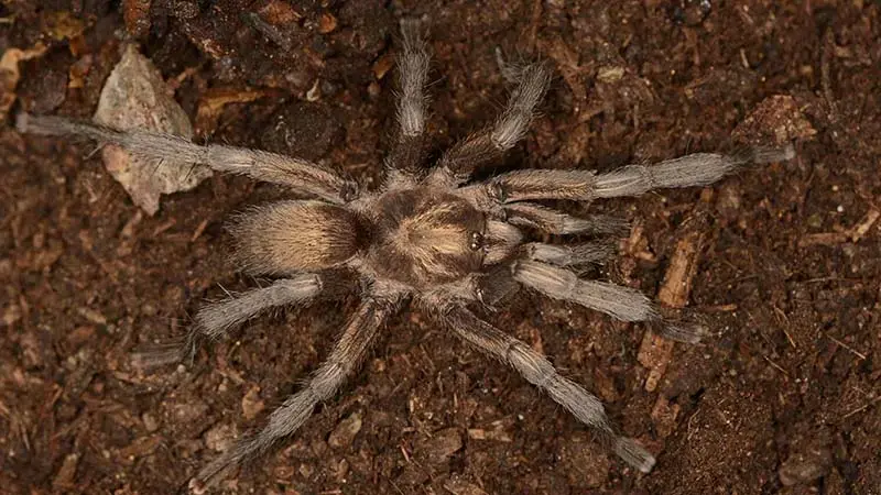 Türkiye'nin yeni tarantula türü tescillendi