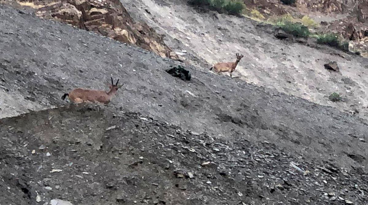 Hakkari'de dağ keçileri görüntülendi
