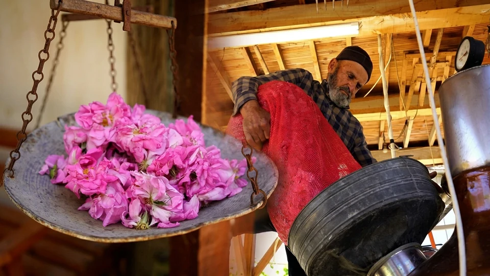 Günün ilk ışıklarıyla toplanan güller bakır kazanlara giriyor! 3 litre suya 1 kilo formülüyle üretilen birinci kalite ürünün sırrı