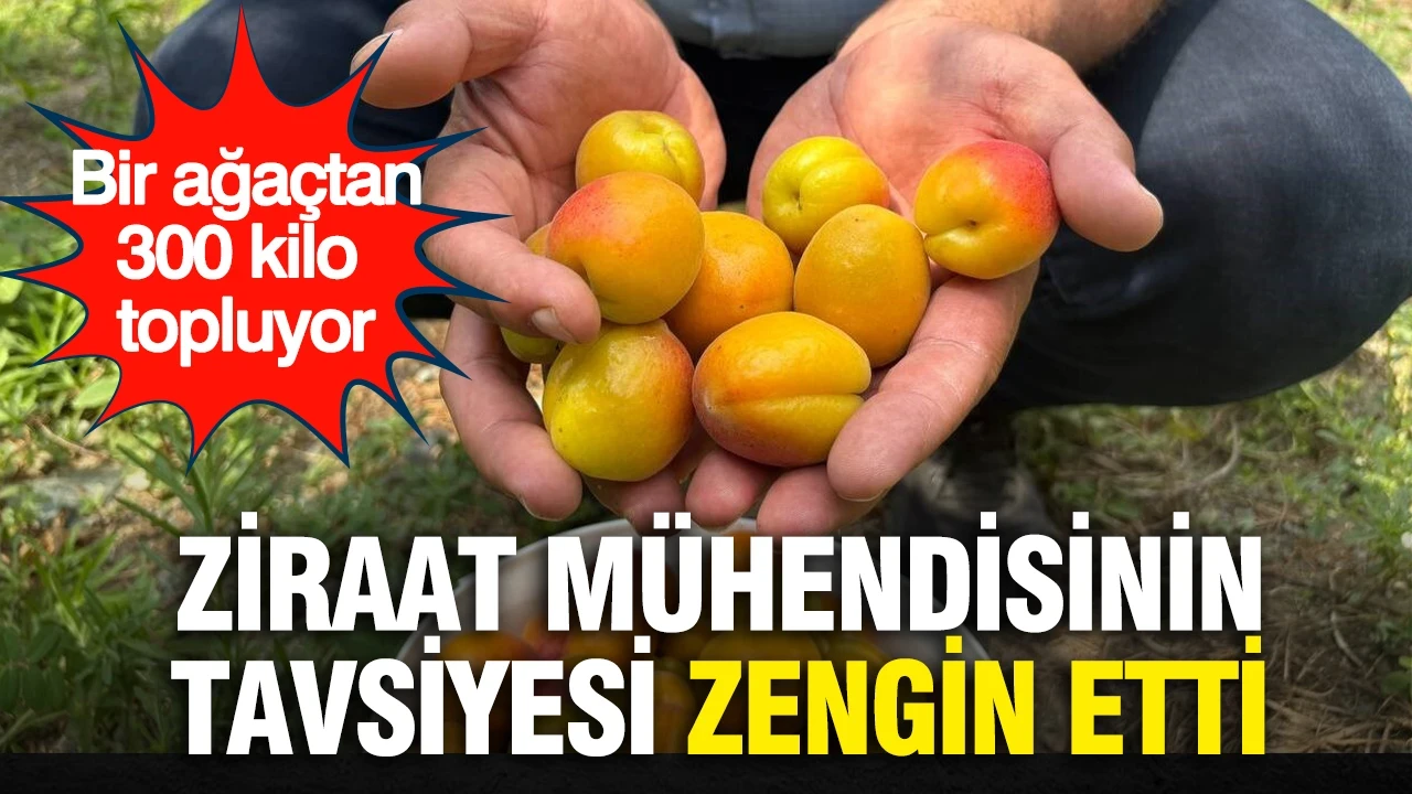 Ziraat mühendisinin tavsiyesi zengin etti: Bir ağaçtan 300 kilo meyve topluyor