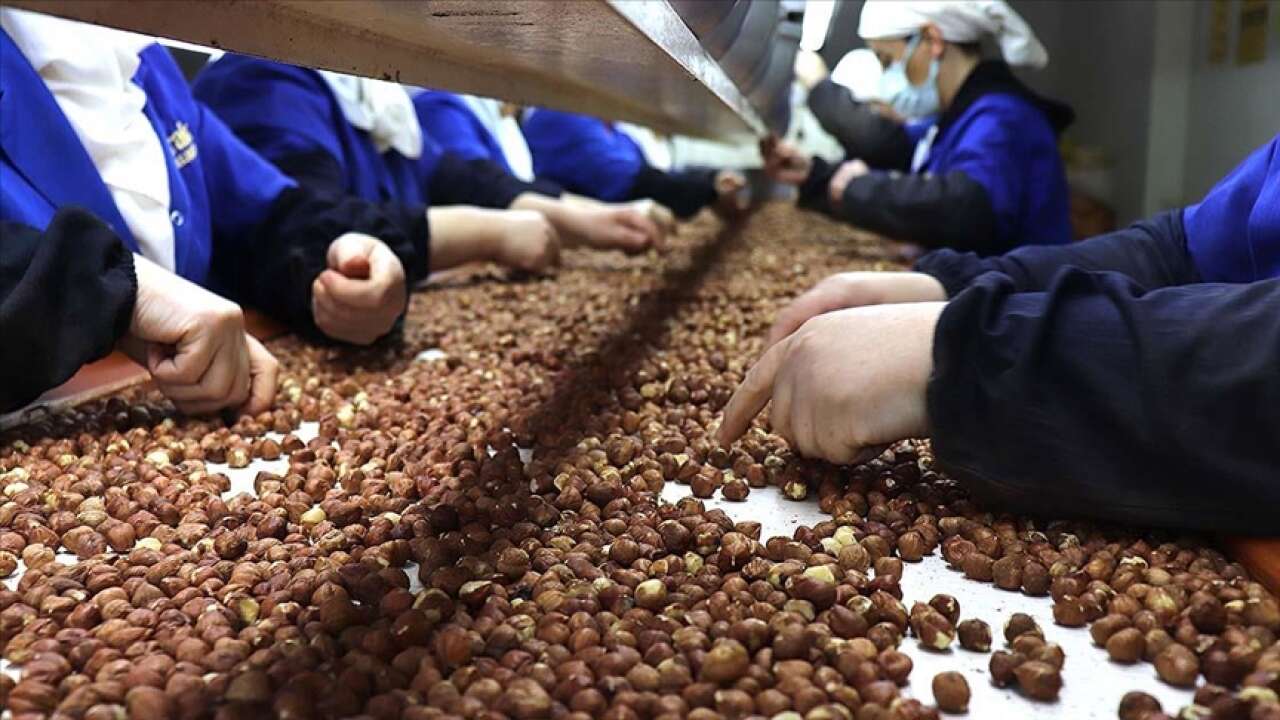 Fındık ihracatında gelir arttı: 5 ayda 1,2 milyar dolara yaklaşıldı