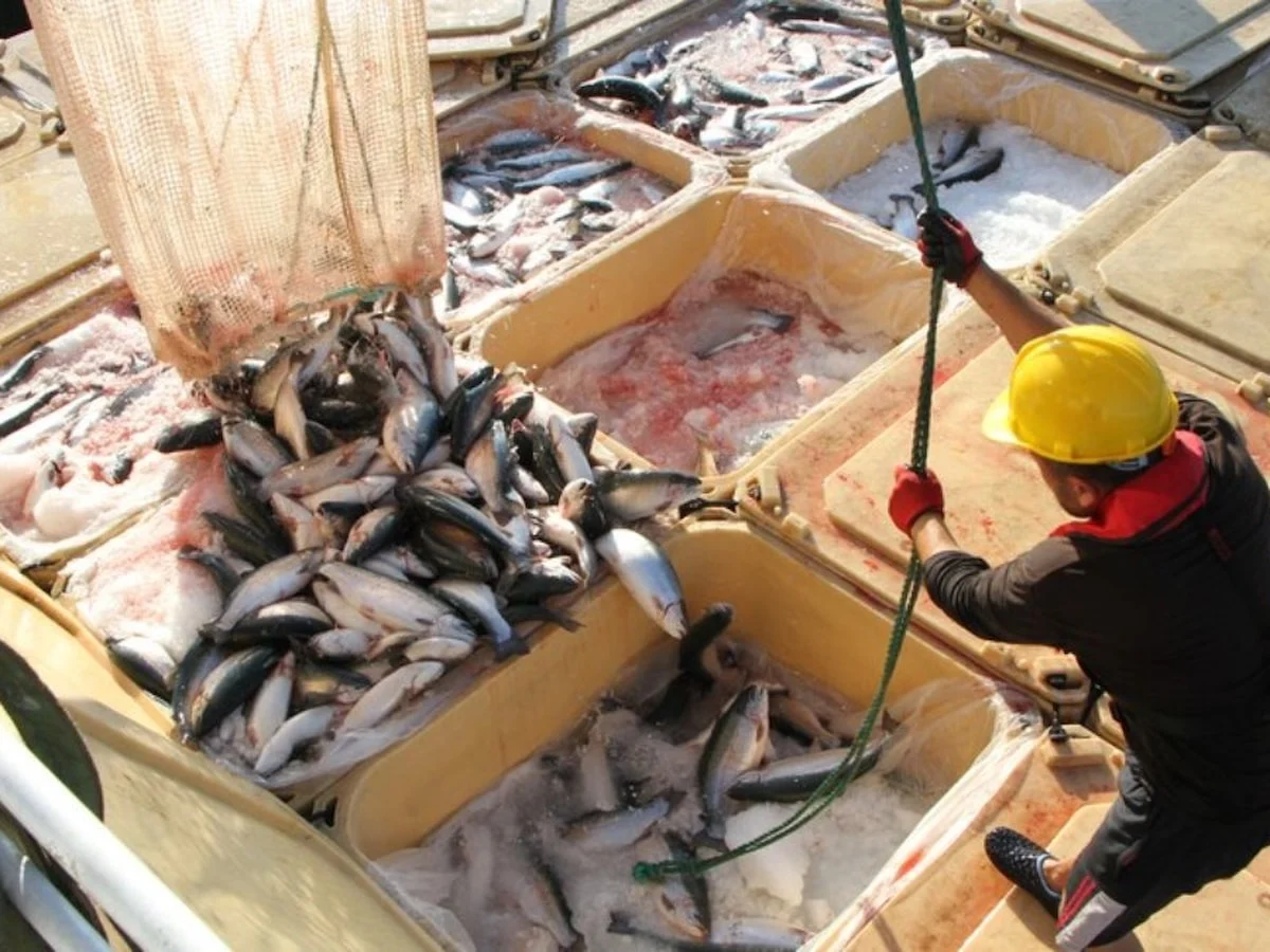 Doğu Karadeniz'in somon ihracatı 5 ayda 59,8 milyon dolara çıktı
