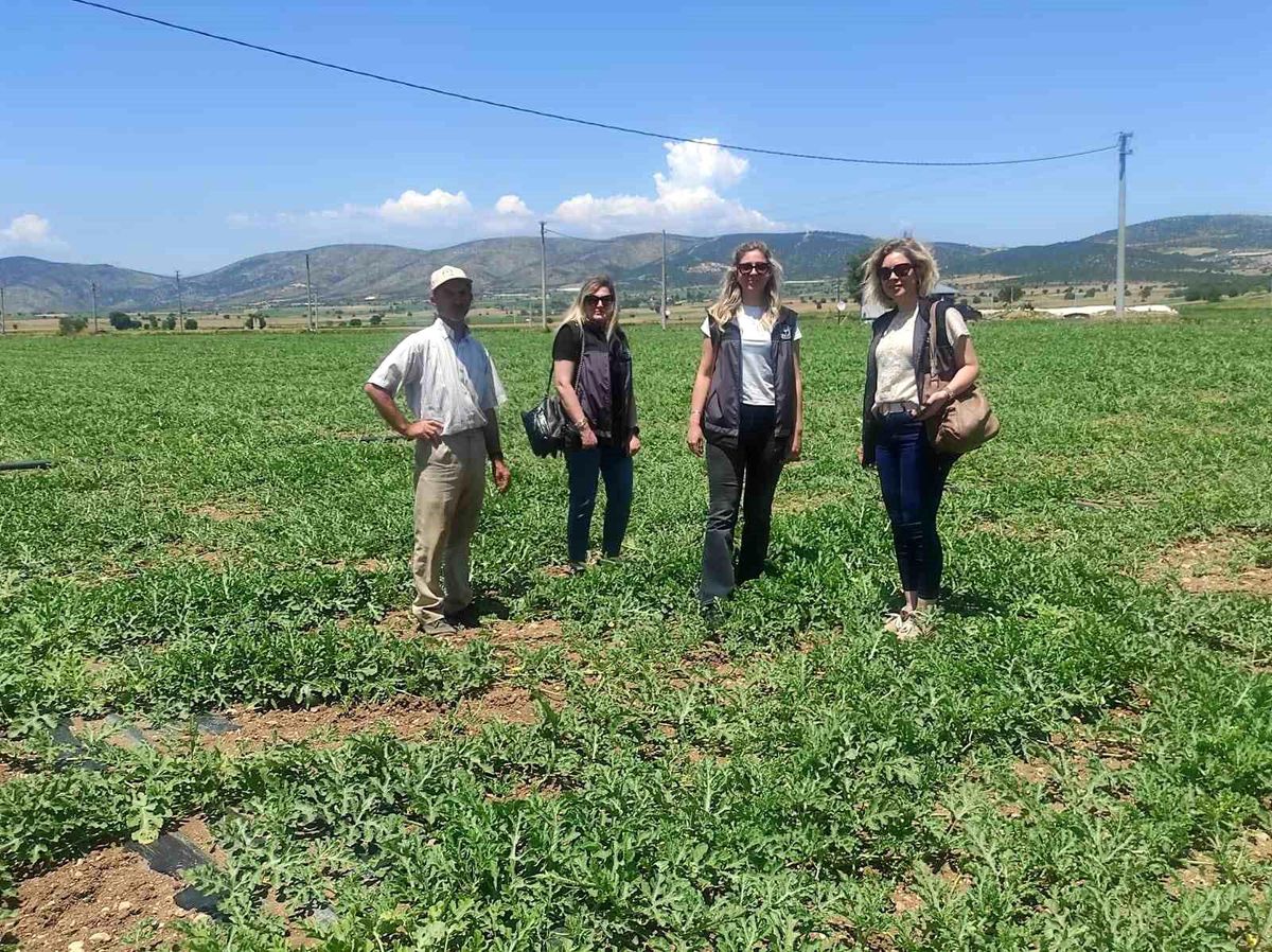 Medetli karpuzu iyi tarımla geleceğe taşınıyor