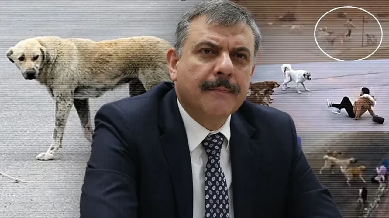 Bakan Çiftçi açıkladı: 'Sahipsiz köpeklerin yüzde 82'si toplandı'