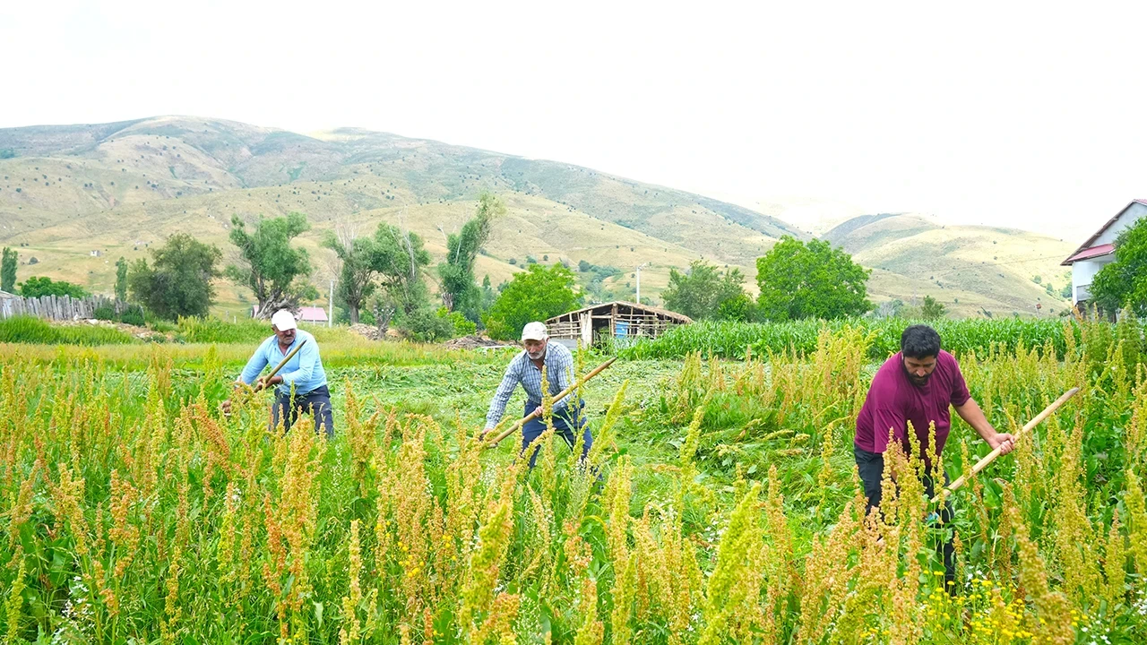 Muş'ta kışlık yem hazırlığı: Çiftçilerin kavurucu sıcakta tırpan mesaisi başladı