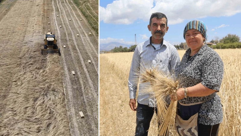 Normal Buğdaydan Çok Farklı! Karakılçık buğdayının Sırrı Farkı Ne?