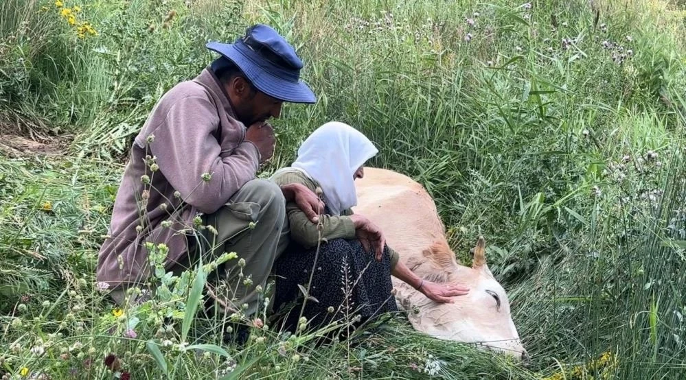 Yüksekova'da yürek yakan görüntü: Uçurumdan düşerek telef olan ineğine sarılıp saatlerce ağladı