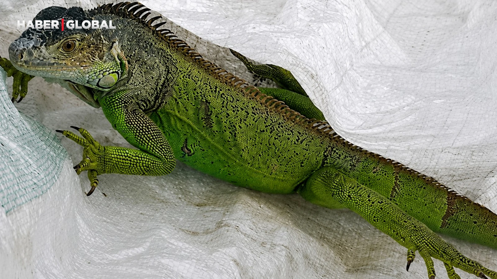 İtfaiyenin iguana mesaisi