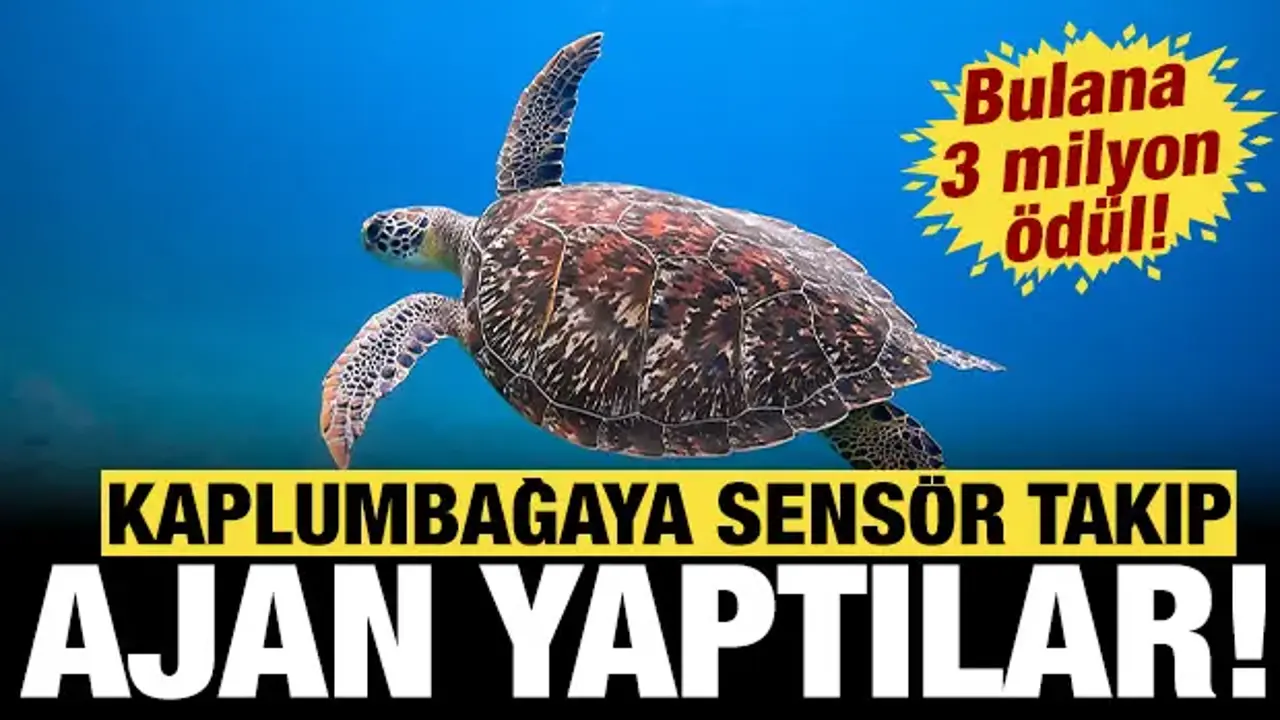Kaplumbağaya sensör takıp ajan yaptılar: Bulana 3 milyon ödül...
