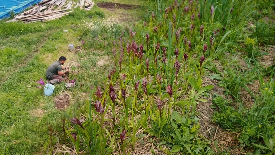 Kastamonu'da salep hasadı: Kilosu 13 bin TL'ye kadar çıkıyor
