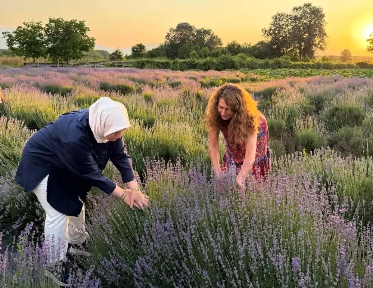 Düzce'de lavanta hasadı başladı