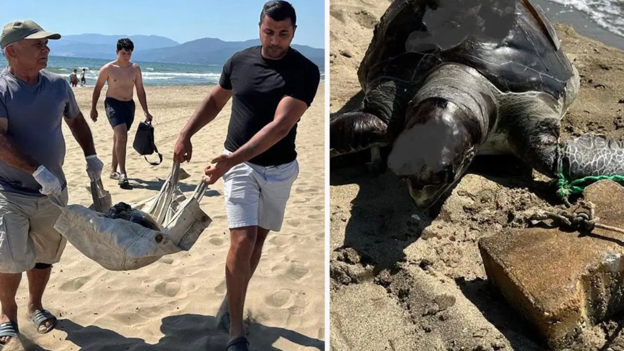 İzmir’de vahşet: Yüzgecine parke taşı bağlanan caretta caretta ölü bulundu