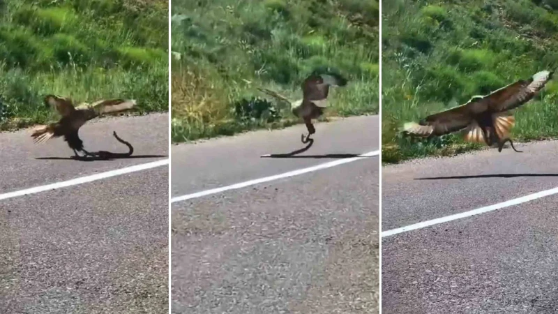 Yılanı pençeleriyle böyle kaptı! Önce yakaladı, sonra havalandı: O anlar kamerada