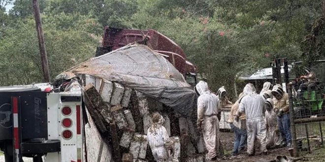 Texas'ta arı yüklü TIR devrildi: Milyonlarca bal arısı çevreye yayıldı