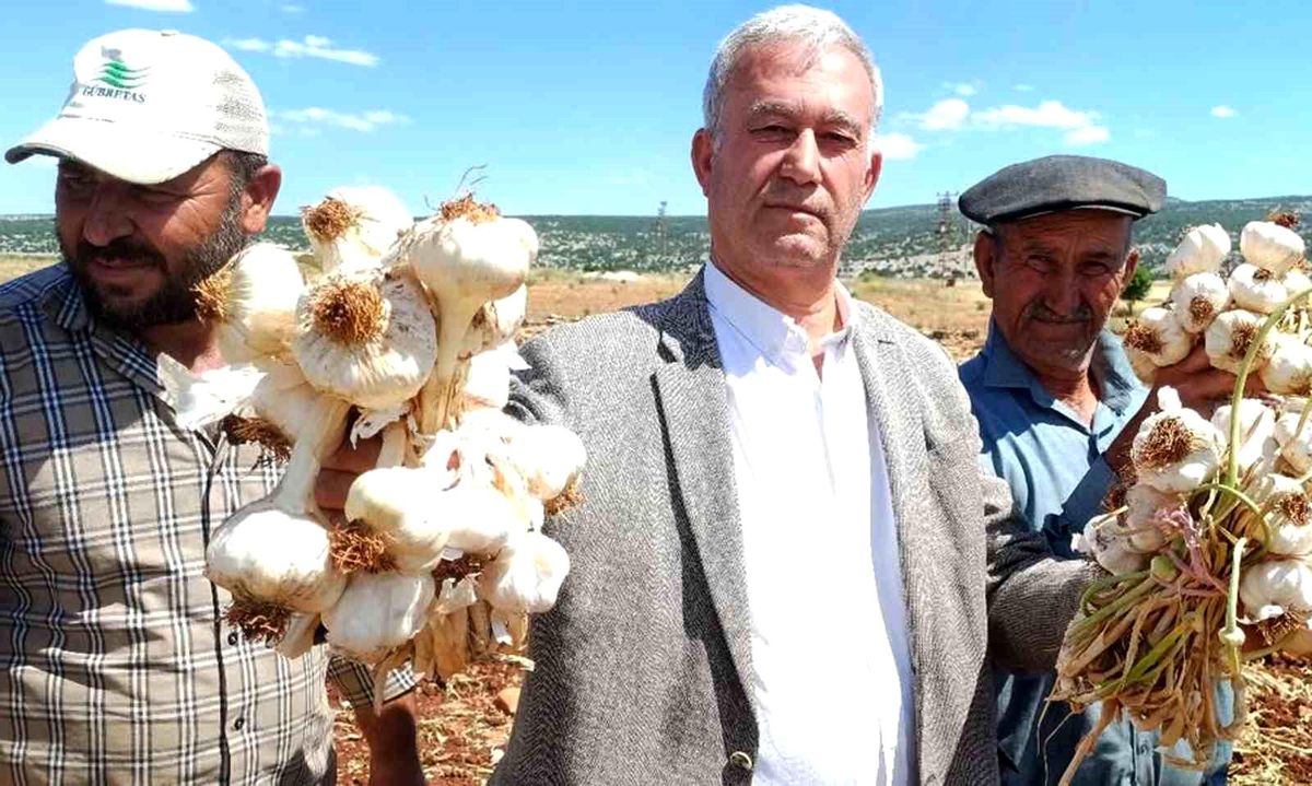 AB tescilli Araban sarımsağının hasadı başladı