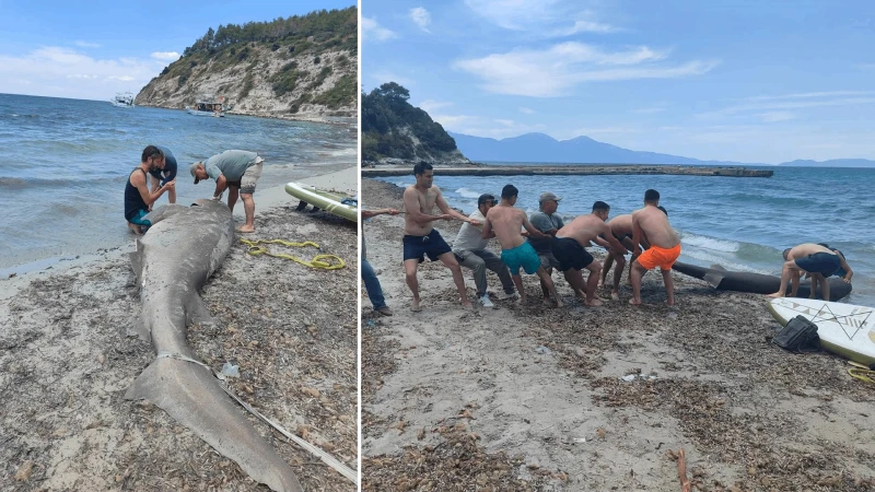 Sahile ölü köpek balığı vurdu: İnsanlarla nadiren karşılaşıyordu, görenleri şaşkına çevirdi