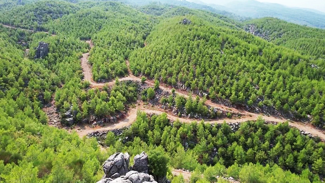 Kamuda Orman Yağması! 45 Dönümlük Araziyi Aralarında Bölüşmüşler