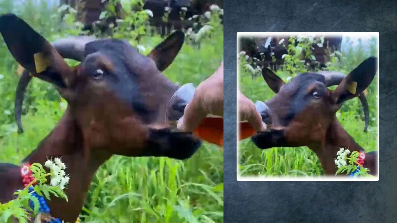 Keçi bardağındaki çaya ortak oldu 🐐☕