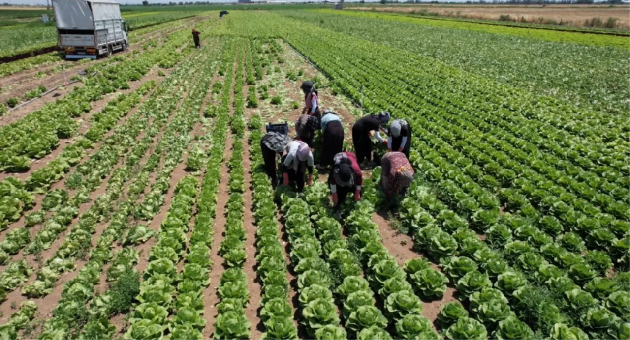 Tarlada 5 liraya alıcı yok, markette 50 lira! Üretici fiyatlardan şikayetçi