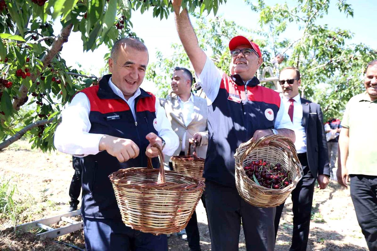 Elazığ'da 7 bin dekar alanda kiraz hasadı devam ediyor