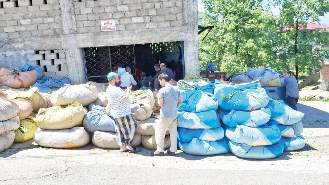 Çay hasadını durdurun