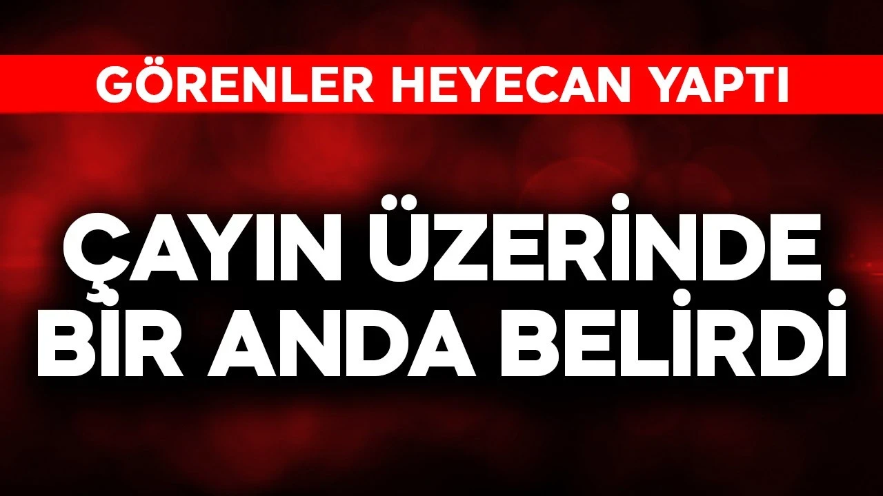 Kastamonu'da çayın üzerinde bir anda belirdi! Onu gören vatandaşlar heyecan yaptı