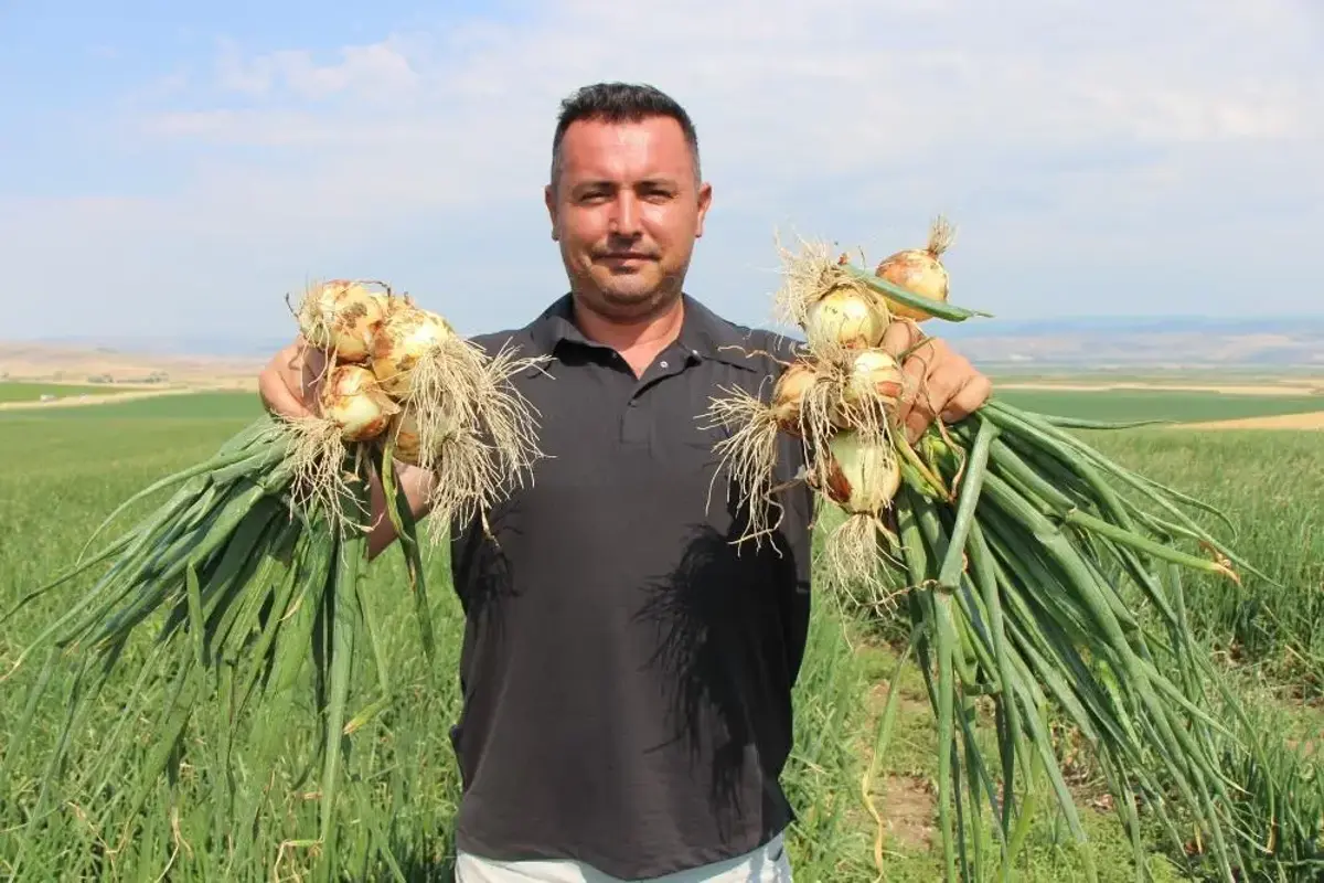 Suluova'nın 'kırmızı altını' tarladan çıktı! 2026 fiyatları çiftçinin yüzünü güldürüyor