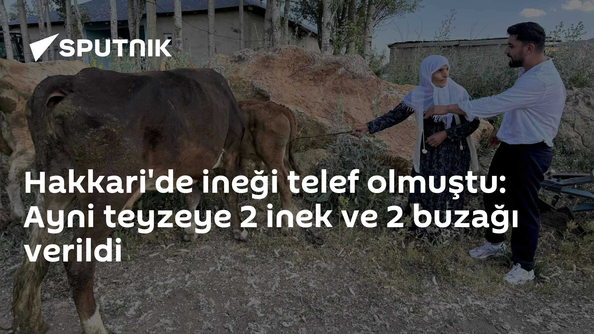Hakkari'de ineği telef olmuştu: Ayni teyzeye 2 inek ve 2 buzağı verildi
