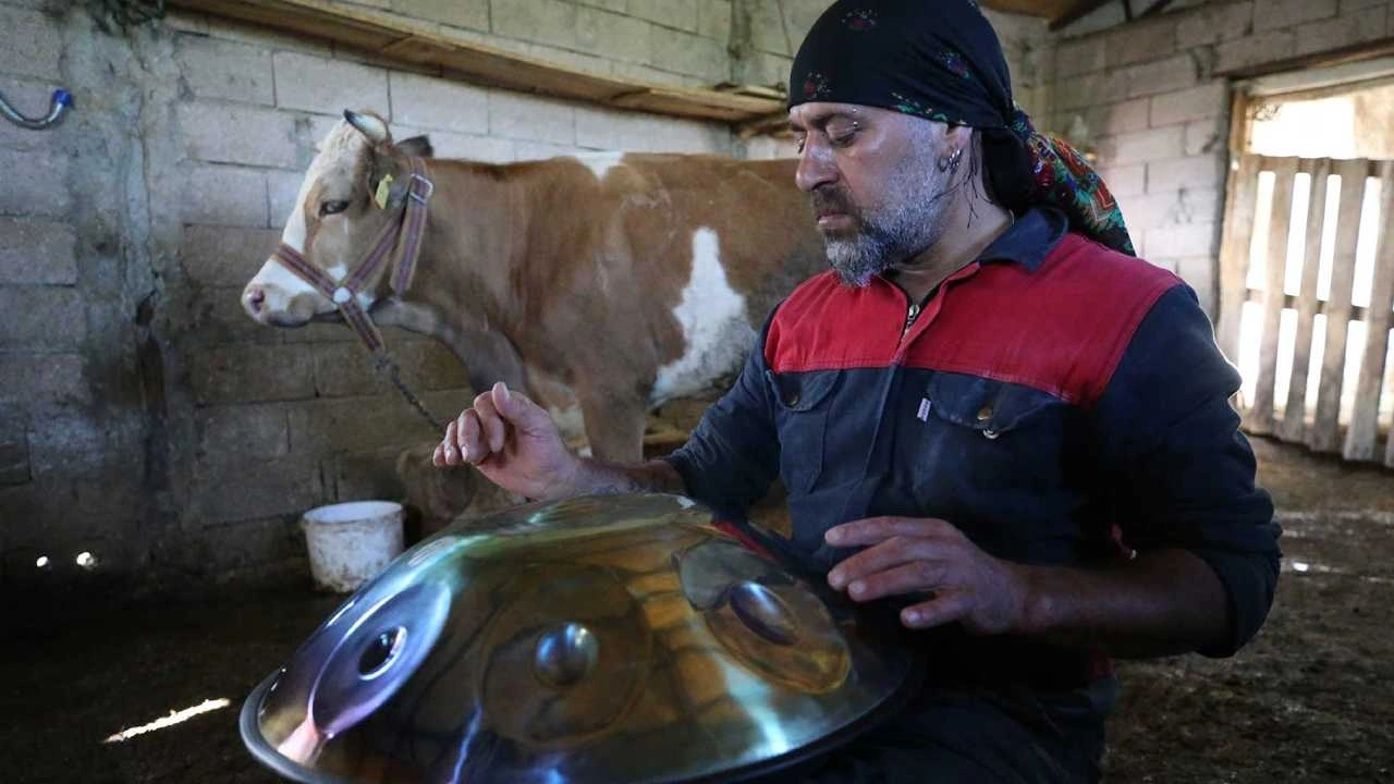 Merada bateri şov: İlk konser ineklerime