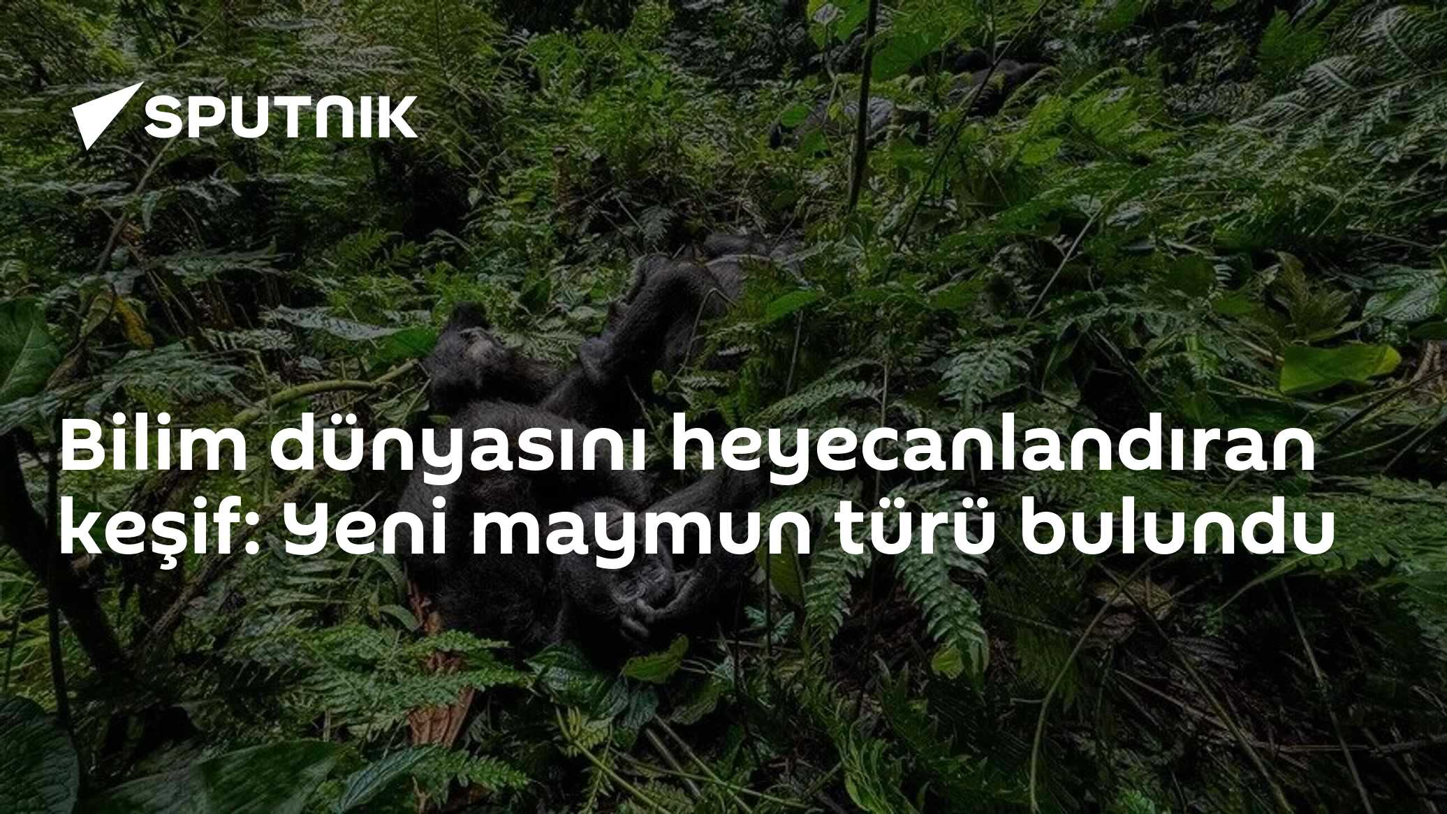 Bilim dünyasını heyecanlandıran keşif: Yeni maymun türü bulundu