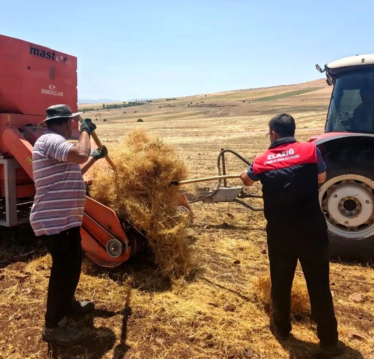Ağın'da mercimek tohumluklarında hasat kontrolleri