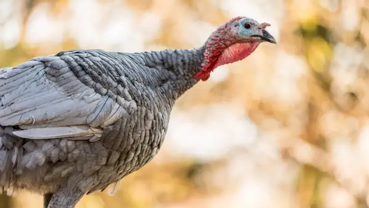 Kahve Falında Hindi Ne Anlama Gelir? Falda Hindi Şekli Görmek Ne Demek, Anlamı Nedir?