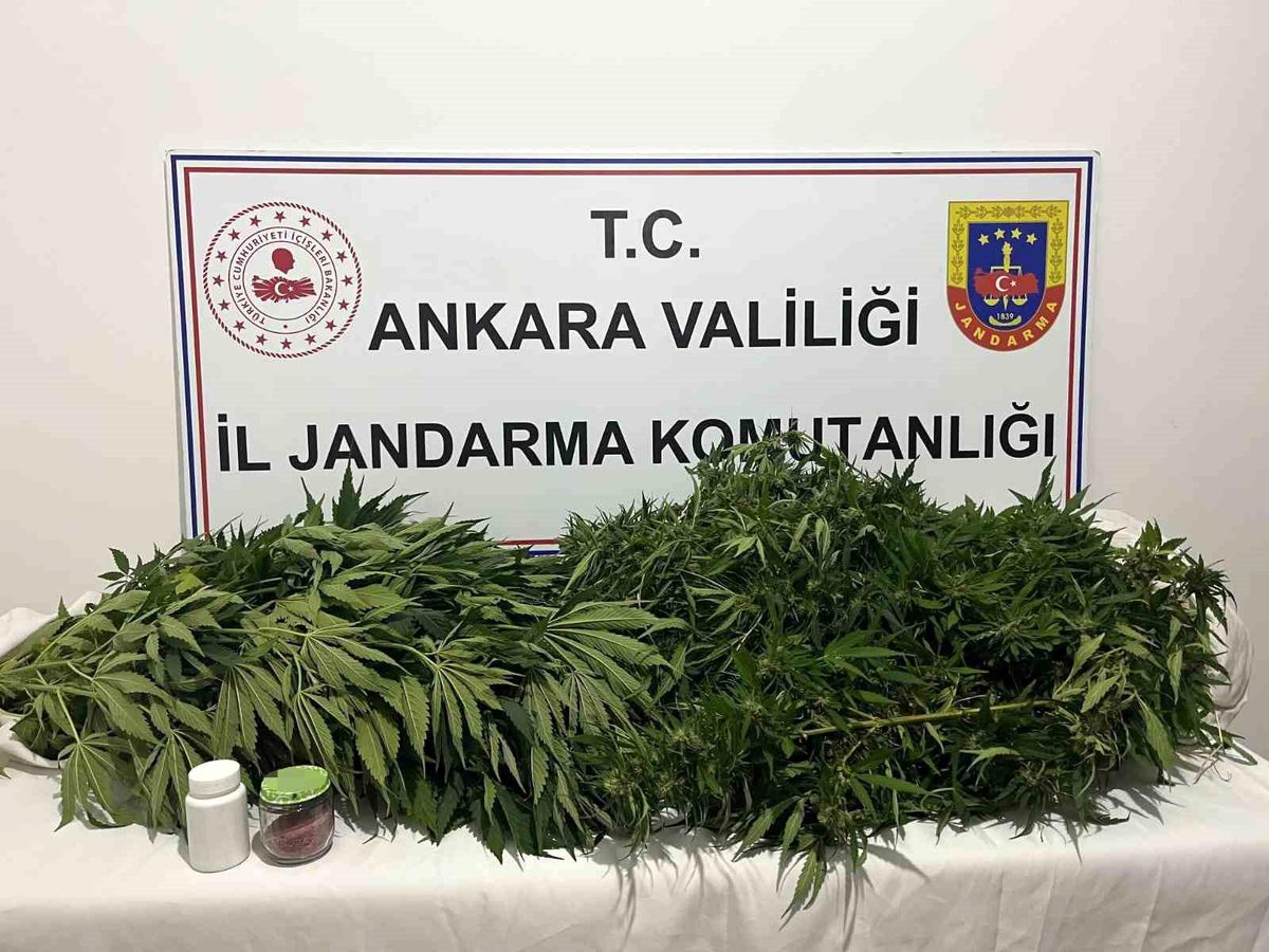 Ankara'daki narkotik operasyonunda 150 kök kenevir ele geçirildi