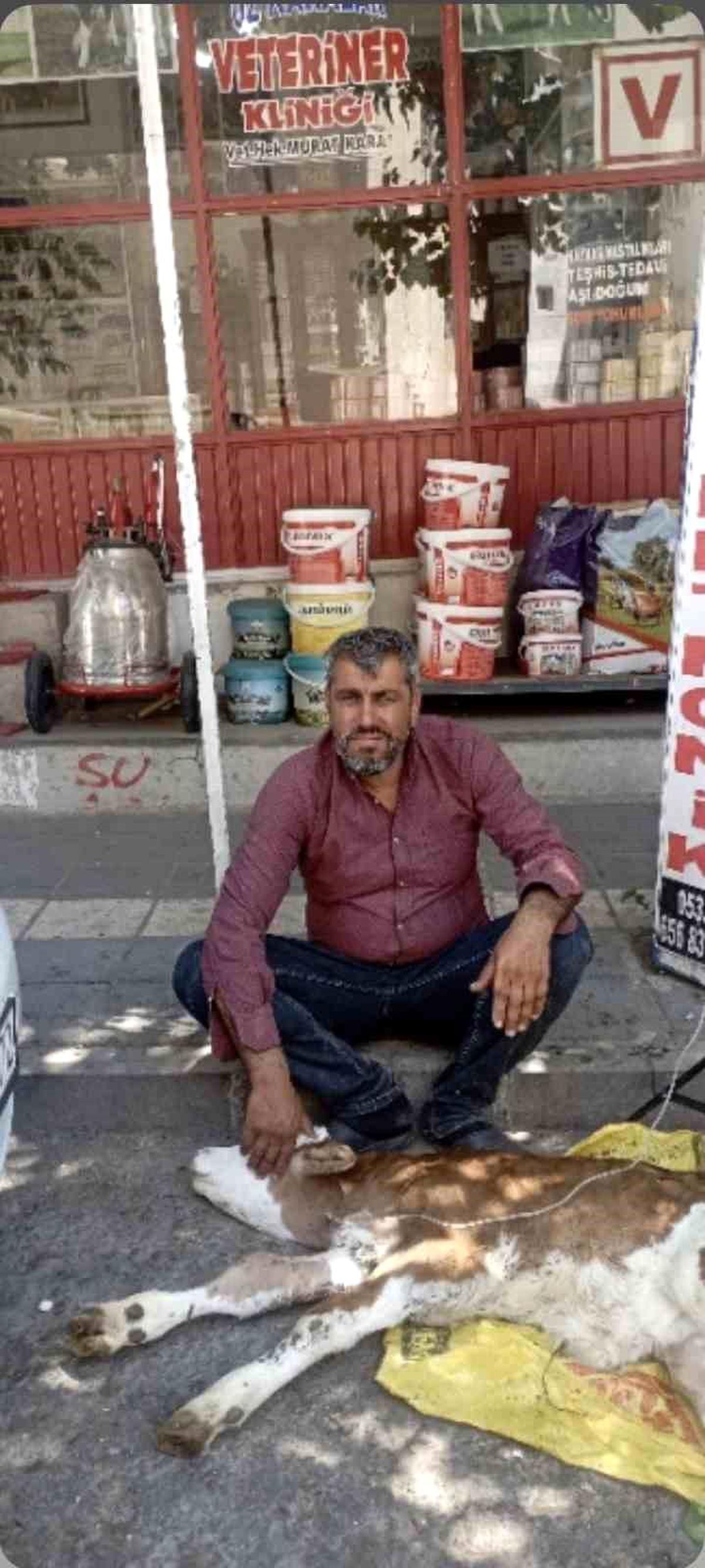 Çermik'te kamyonetten düşen buzağı bulunup sahibine teslim edildi