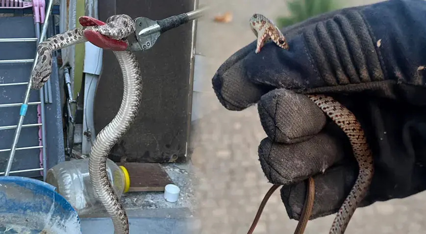 Bir kenti yılanlar sardı! Evlere kadar girmeye başladı: 'Bir günde 10 vaka geliyor’