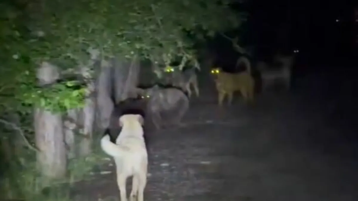 Kızılcahamam'da başıboş köpeklerin, ayılarla karşı karşıya geldiği anlar kamerada