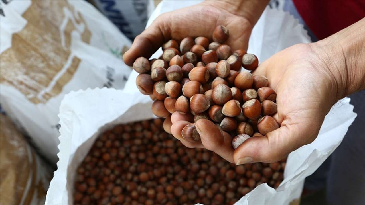 Fındık ihracatından 9 ayda 1,98 milyar dolar gelir