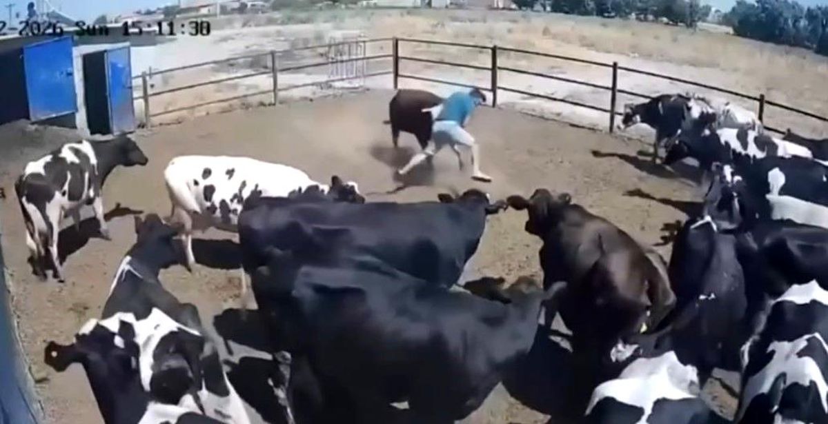 Boğanın saldırdığı besici büyük tehlike atlattı, o anlar kamerada