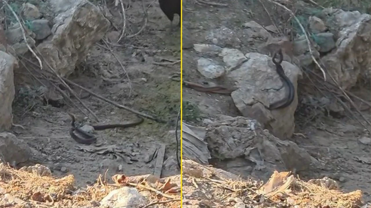 Kumluca'da doğada 2 tanesi bu hareketi yaparken görüldü! Sakın yaklaşmayın