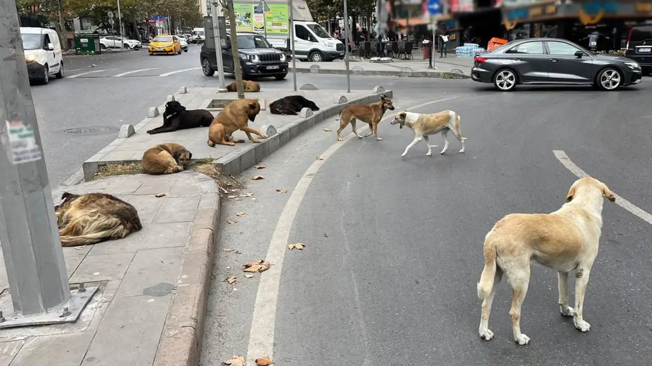 Ankara Valisi Canbolat açıkladı: 52 bin sahipsiz sokak hayvanı toplandı
