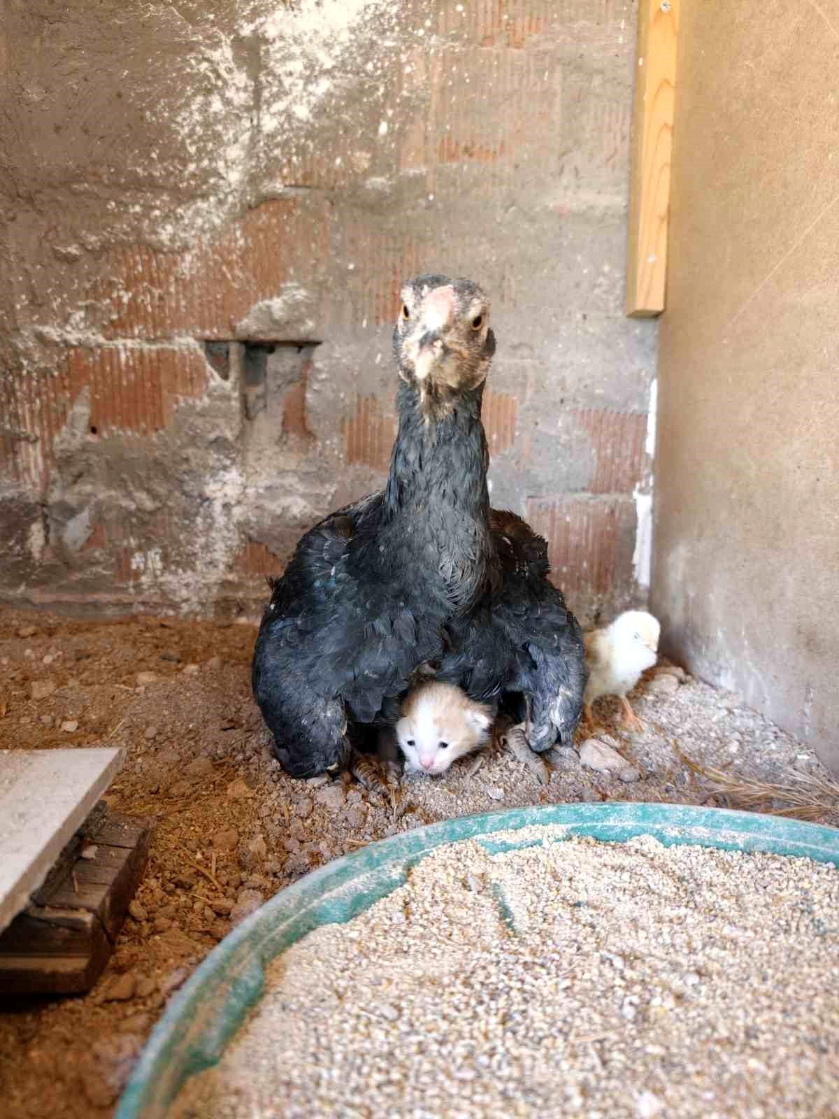 Kümesin davetsiz misafiri yavru kedi anne tavuğun altına sığındı