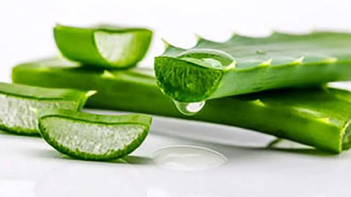 1 yaprakla gelen mucize! Aloe veranın faydaları nelerdir? Aloe vera ne için kullanılır?