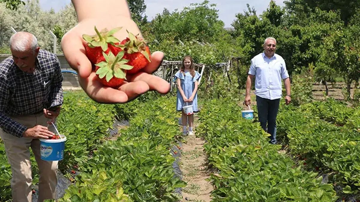 69 yaşında emekli oldu, devlet desteğiyle üreticiye dönüştü! Hedefi 2 ton çilek hasadı