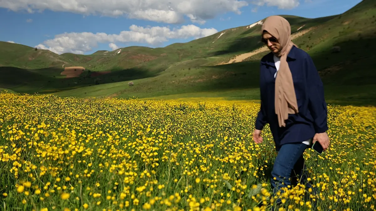 Bayburt'ta köyler sarıya boyandı, duyan fotoğraf için sıraya giriyor