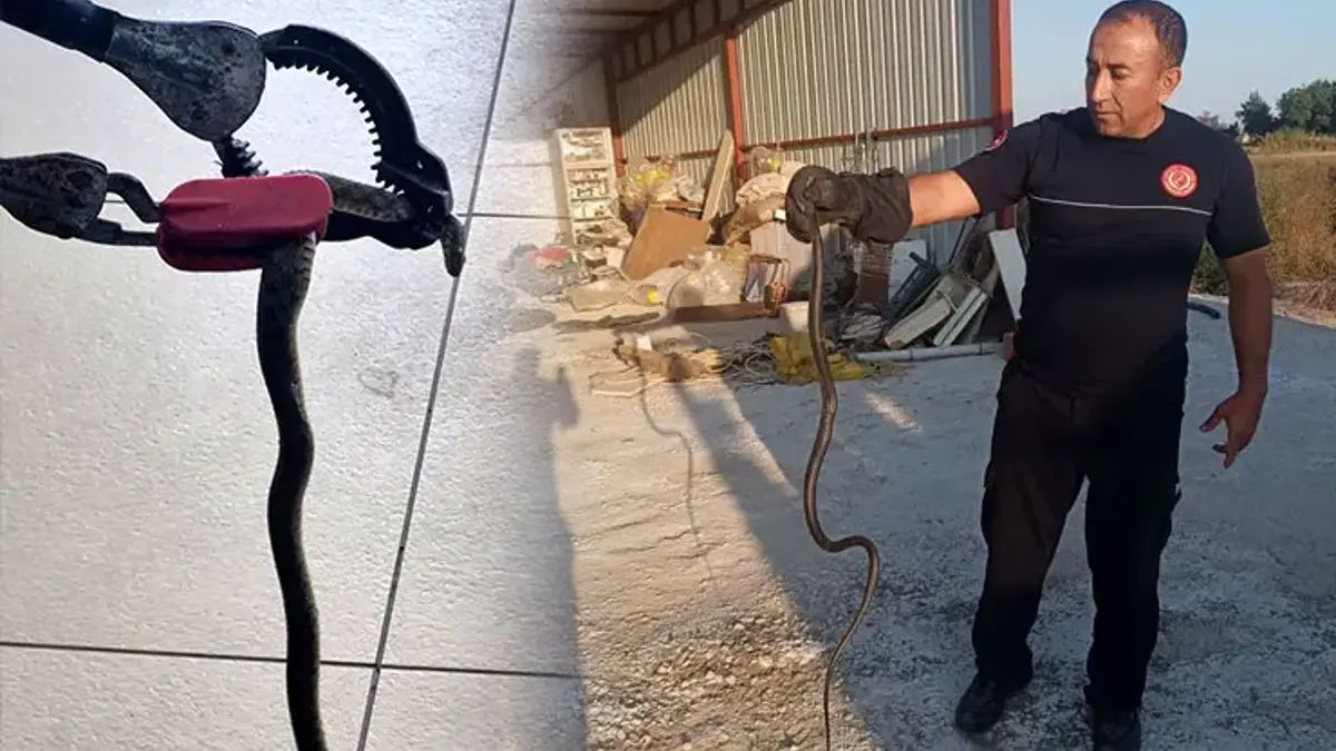 Sıcakla birlikte artan tehlike! Evlere kadar girmeye başladılar