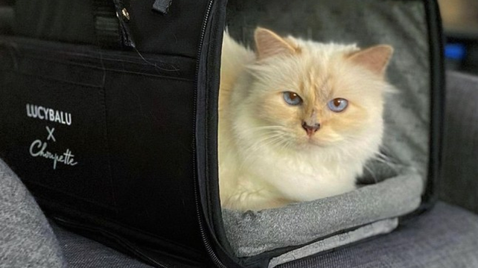 Dünyanın en zengin kedisiydi: Sahibi Karl Lagerfeld'in mirasını alamadı
