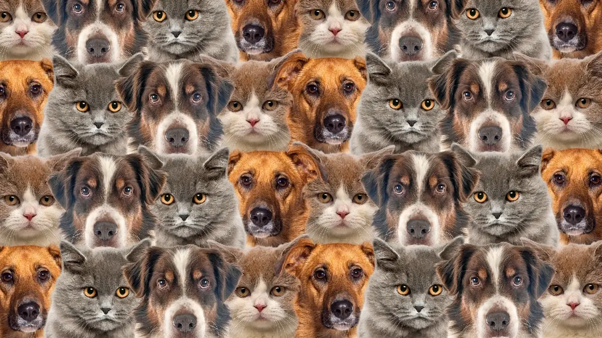 Kedi ve köpeklerin içindeki civciv nerede" Sadece en zekiler 7 saniyede buluyor